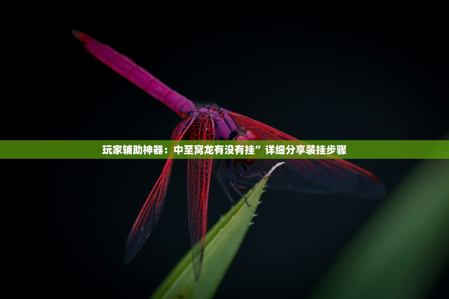 开挂技巧“中至麻将开挂辅助器通用版”开挂详细教程