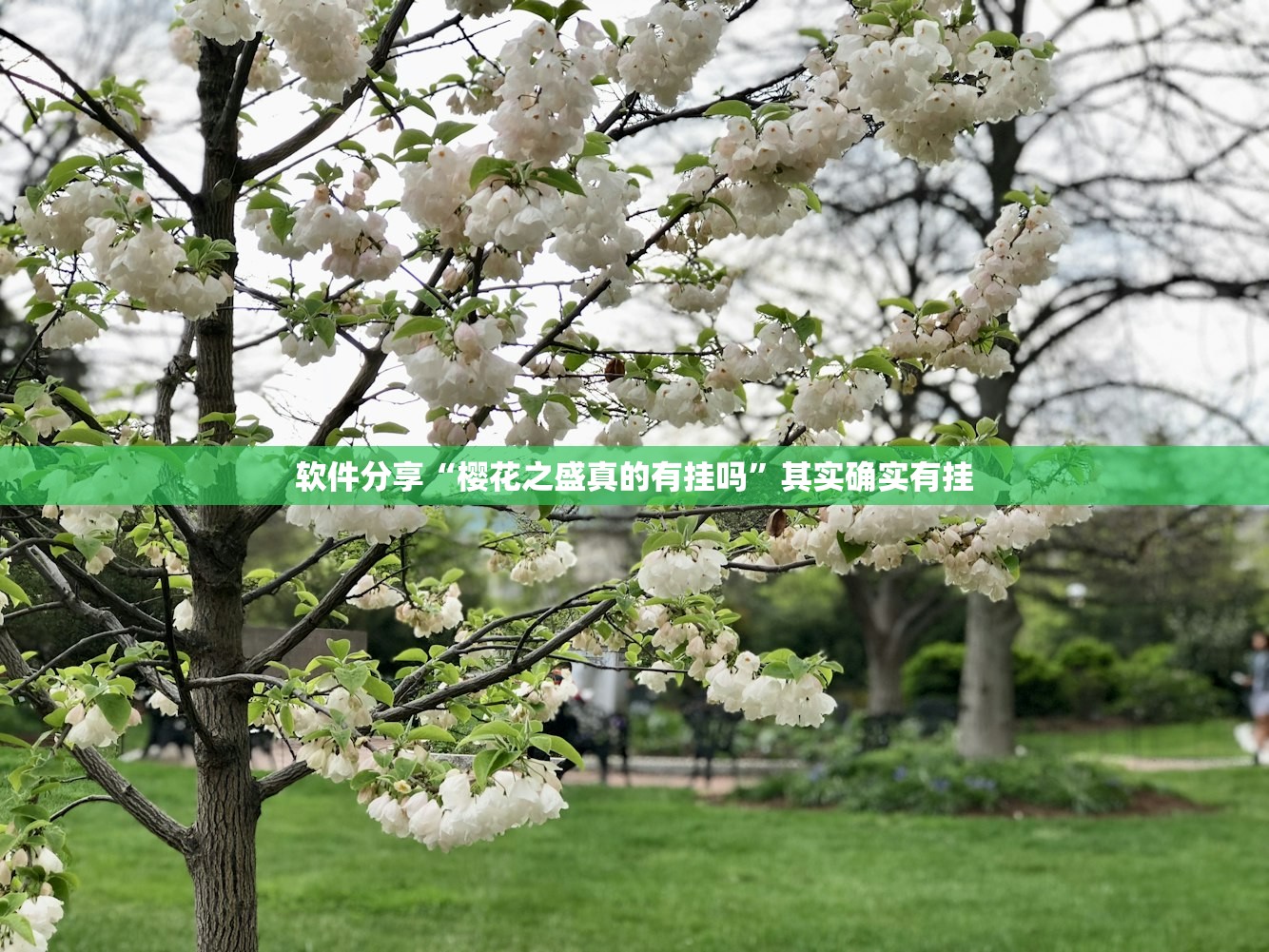 软件分享“樱花之盛真的有挂吗”其实确实有挂