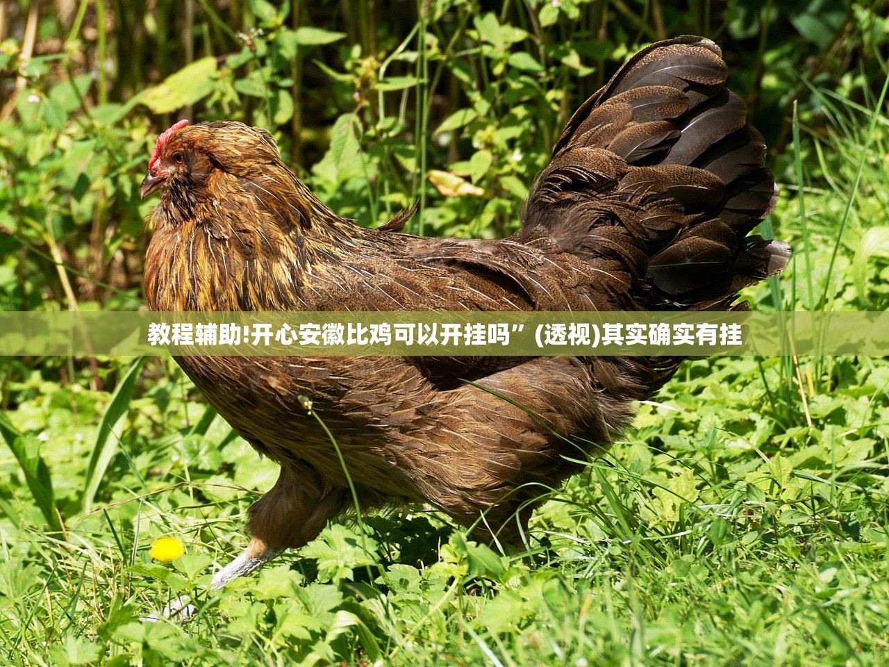 教程辅助!开心安徽比鸡可以开挂吗”(透视)其实确实有挂